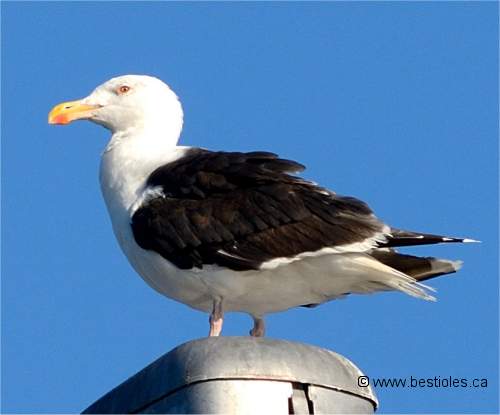 Photo d'un go�land marin