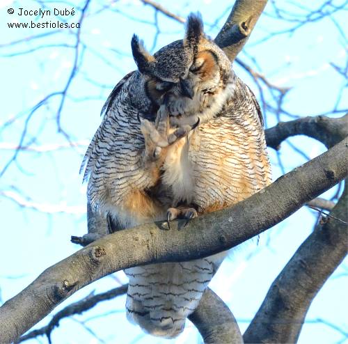 Grand duc qui se gratte