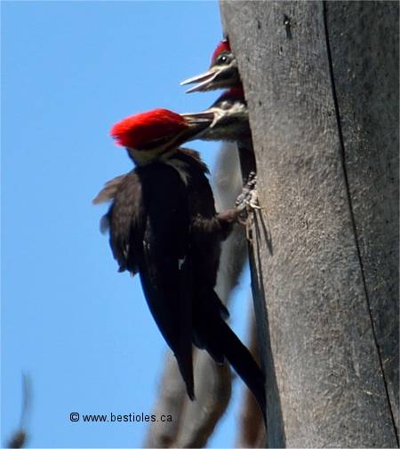 Photo d'un grand pic qui nourri ses b�b�