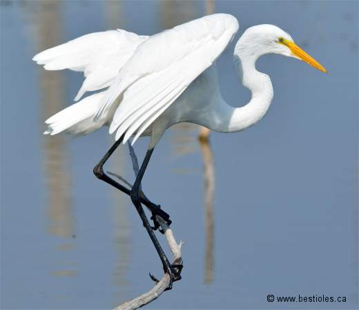 Photo de grande aigrette sur une branche