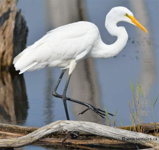 Photographie d'une grande aigrette qui marche sur un tronc