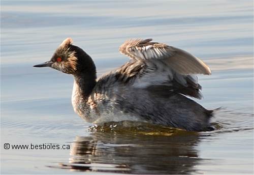 Photo de gr�be � cou noir