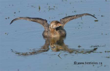 Gr�be � bec bigarr� qui se chauffe au soleil