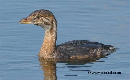 Photo de gr�be � bec bigarr� juv�nile