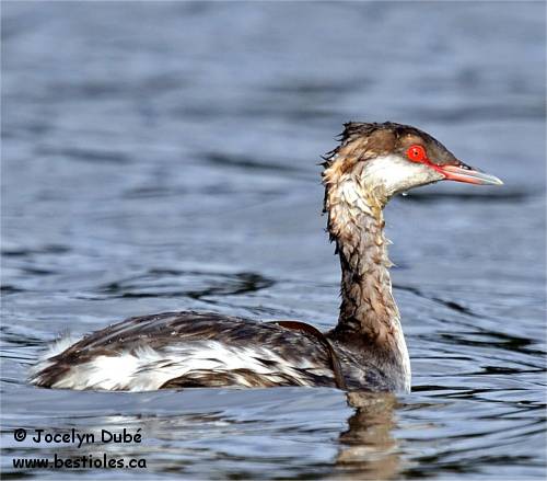 Gr�be esclavon en plumage hivernal