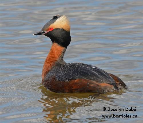 Gr�be esclavon en plumage nuptial