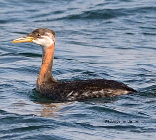 Photo de gr�be jougris