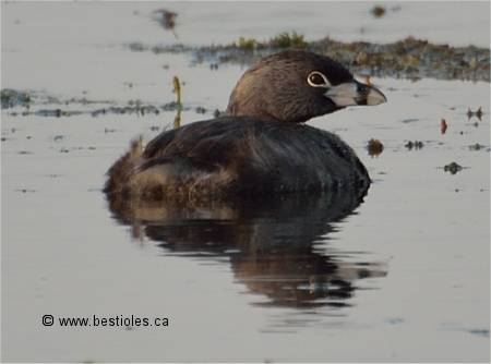 Photo de gr�be � bec bigarr� mature