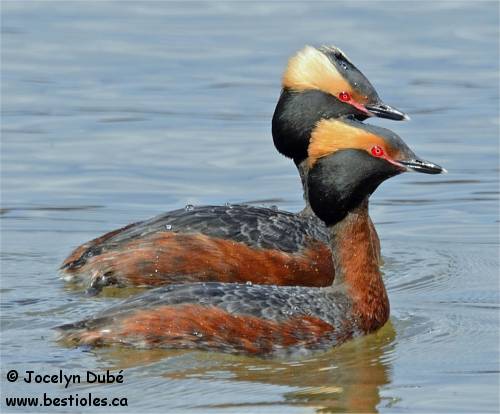 Couple de gr�bes esclavon