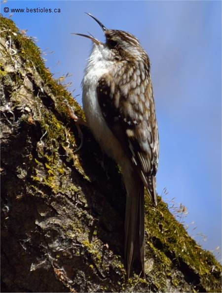 Photo d'un grimpereau brun qui chante