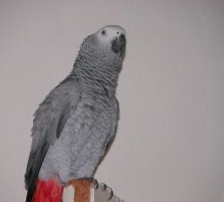 Photo d'un perroquet gris d'afrique