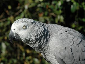 Photo d'un gris du gabon