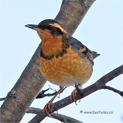 Photo de grive � collier (varied thrush)