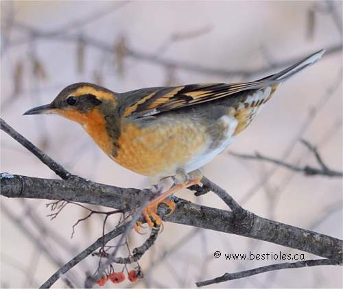 Photo d'une grive � collier