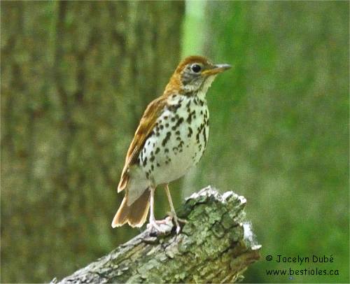 Photo de grive des bois sur une branche