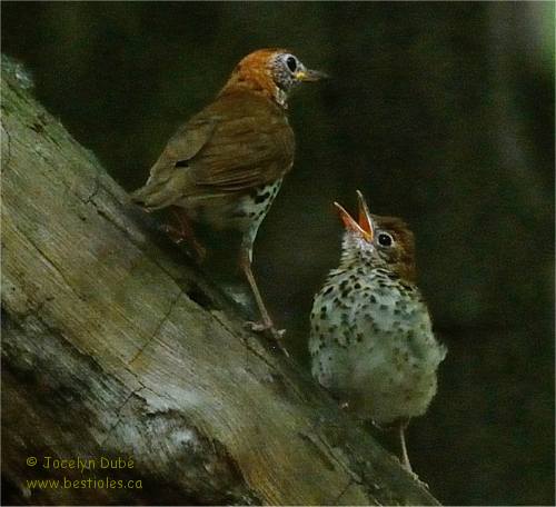 Photo d'une grive des bois et son petit