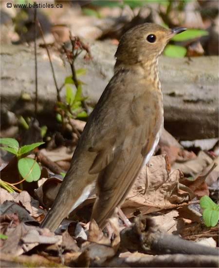 Photo d'une grive � dos olive vue de dos
