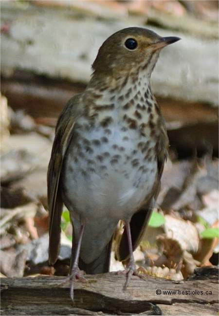 Photo d'une grive � dos olive vue de face