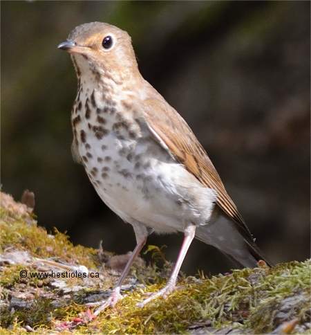 Photo de grive � dos olive