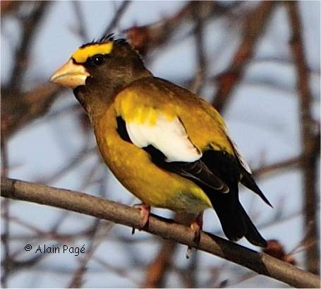 Photo d'un gros-bec errant
