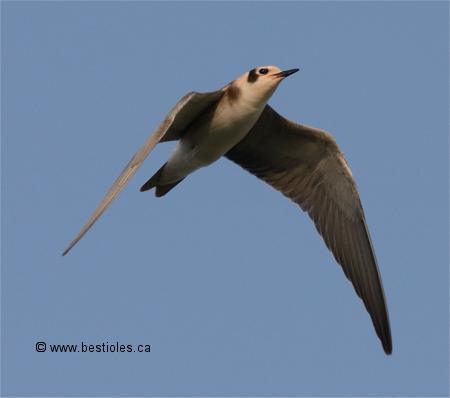 Photo d'une guifette noire immature