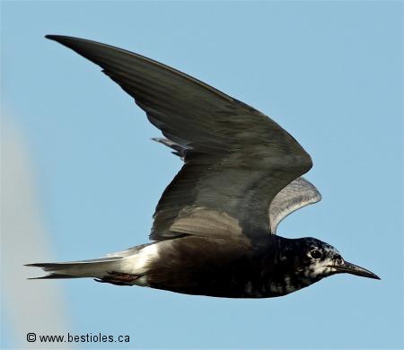 Photographie d'une guifette noire en vol