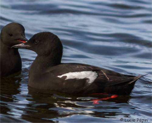 Photo de guillemot � mirroir