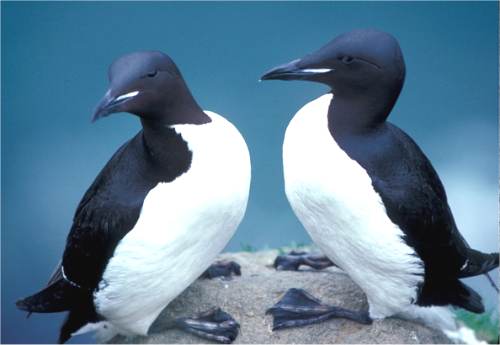 Photo de guillemot de Br�nnich