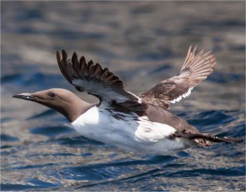 Photo de guillemot marmette