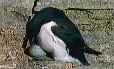 Guillemot qui couve un oeuf dans son nid
