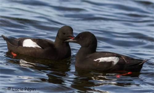 Couple de guillemots � mirroir