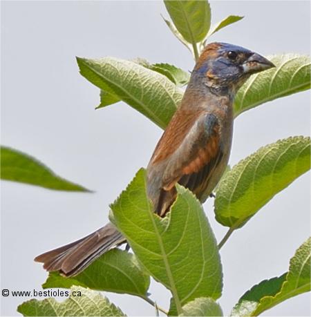 Photo de guiraca bleu immature