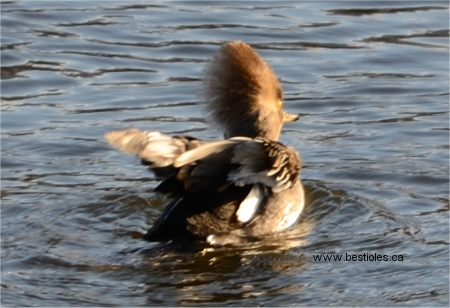 Photo d'un harle couronn� femelle