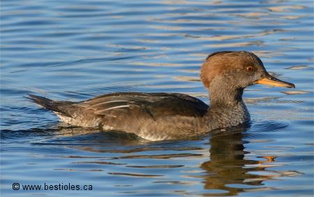 Photo de harle couronn�