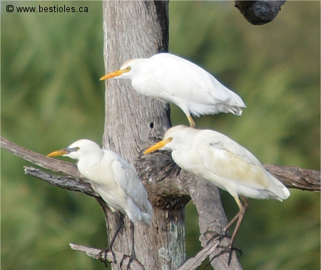 Couple de hérons garde-boeufs avec un immature