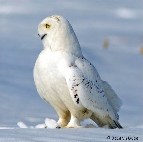 Photo d'un hibou (harfang des neiges)