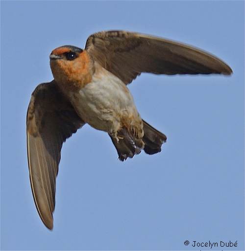Photographie d'une hirondelle à front brun en vol