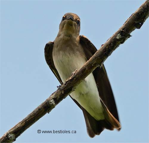 Photographie d'hirondelle � ailes h�riss�es