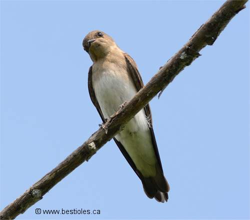 Photo d'une hirondelle � ailes h�riss�es