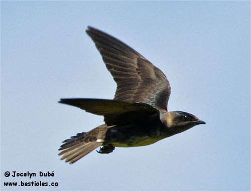Photo d'une femelle hirondelle noire