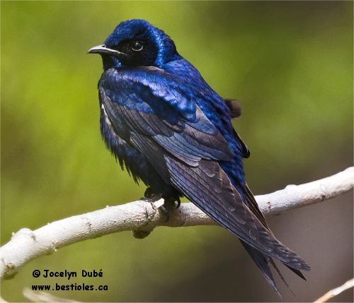 Photo d'une hirondelle noire m�le