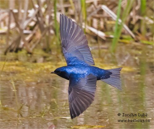 Photo d'une hirondelle noire en vol