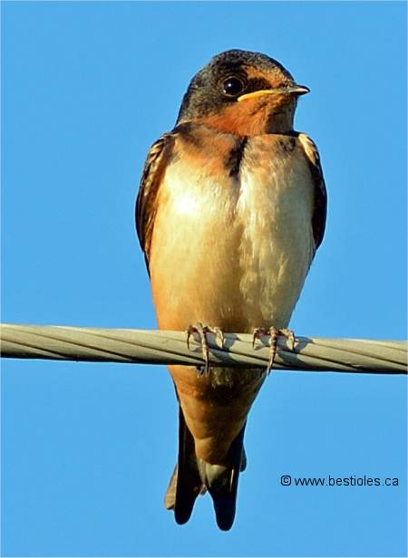 L Hirondelle Rustique Hirundo Rustica