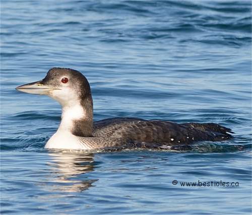Plongeon huart en plumage hivernal