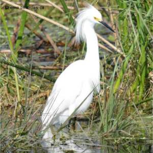 Aigrette neigeuse