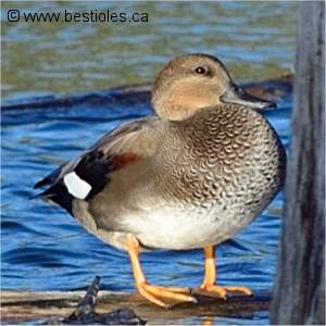 Photo d'un canard chipeau