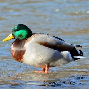 Photo de canard colvert
