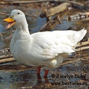 Photo de canard de P�kin