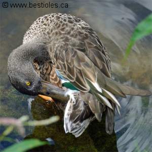 Photo d'un canard souchet