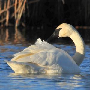 Cygne trompette